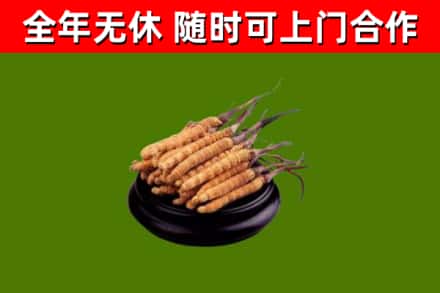 泗洪烟酒回收冬虫夏草.jpg