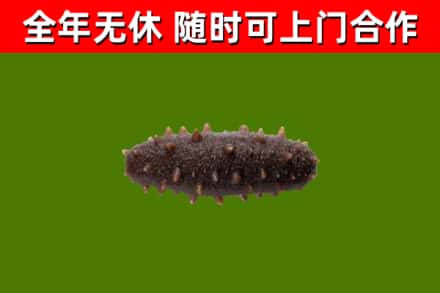 泗洪烟酒回收干海参.jpg